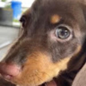 Meet your Posher, Daphne